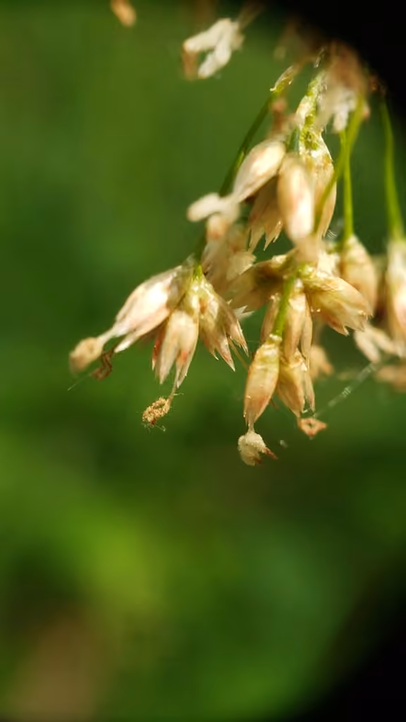 Luzule blanche, En fleurs