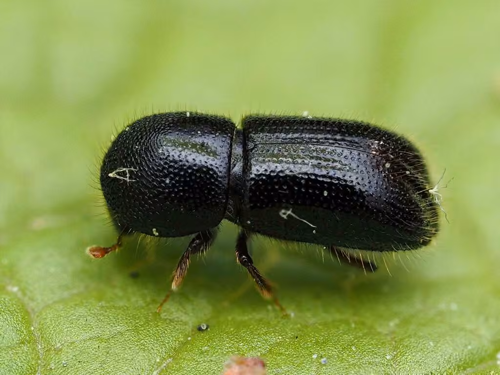 Black Bark Weevil, Adult