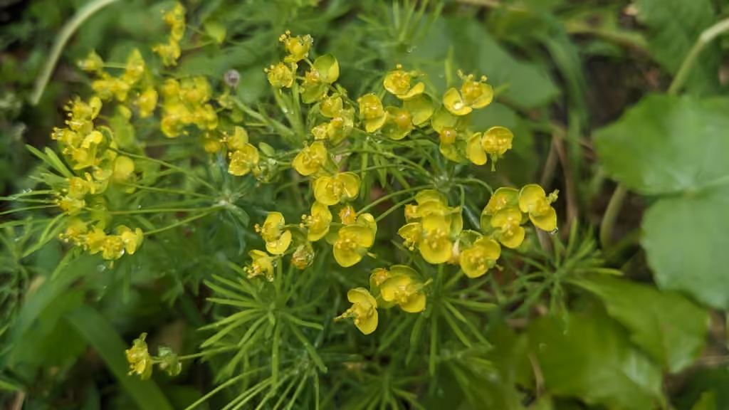 Euphorbe cyprès