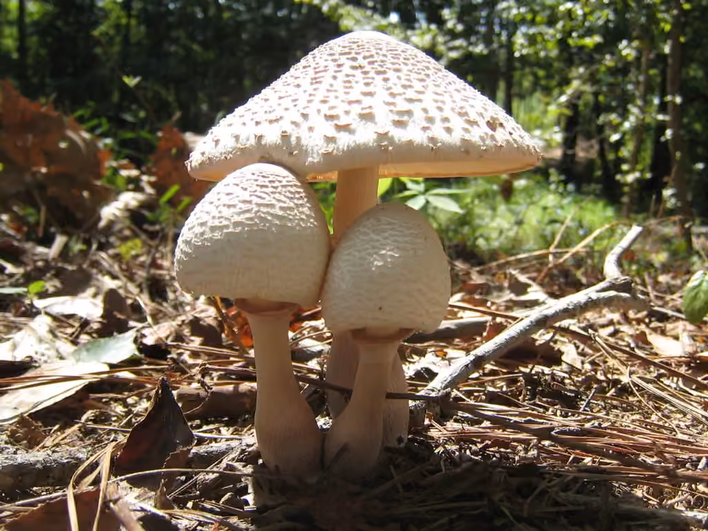 Reddening Lepiota