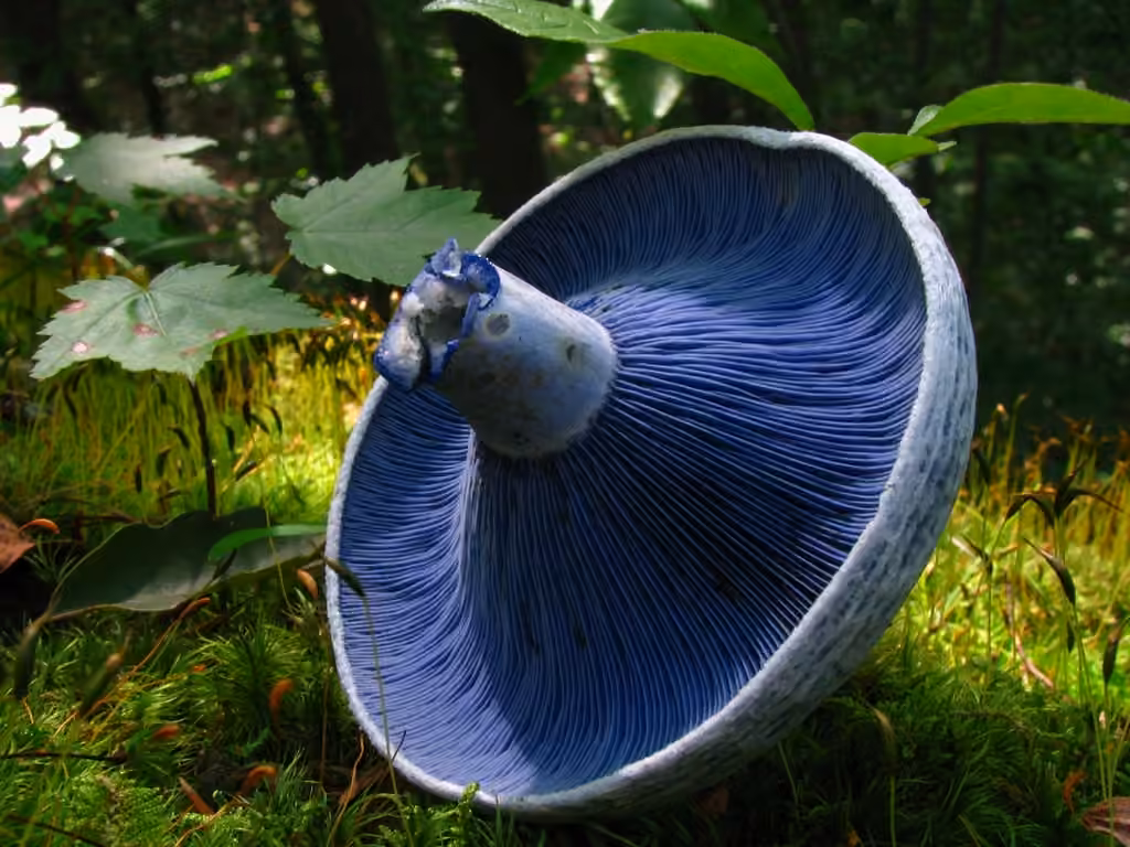 Lactaire indigo