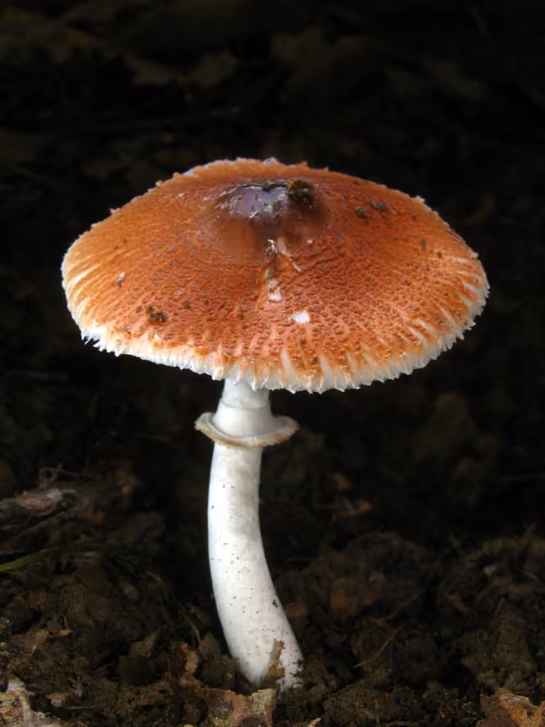 Ruby Dapperling, photo 1 of 5