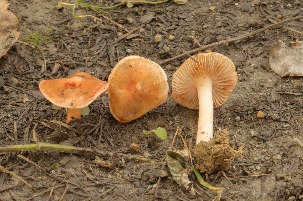 Inocybe de Godey, photo 1 sur 5