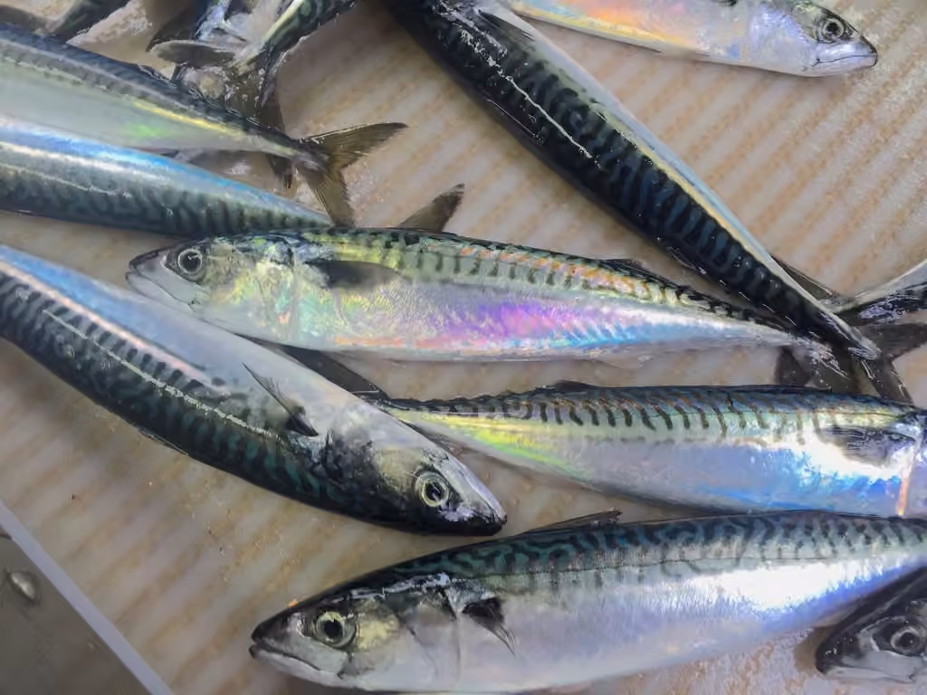 Atlantic Mackerel, photo 3 of 5