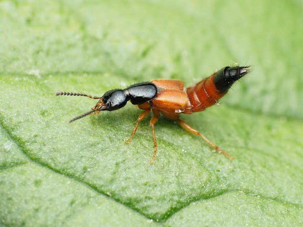 Large rove beetle, photo 1 of 5