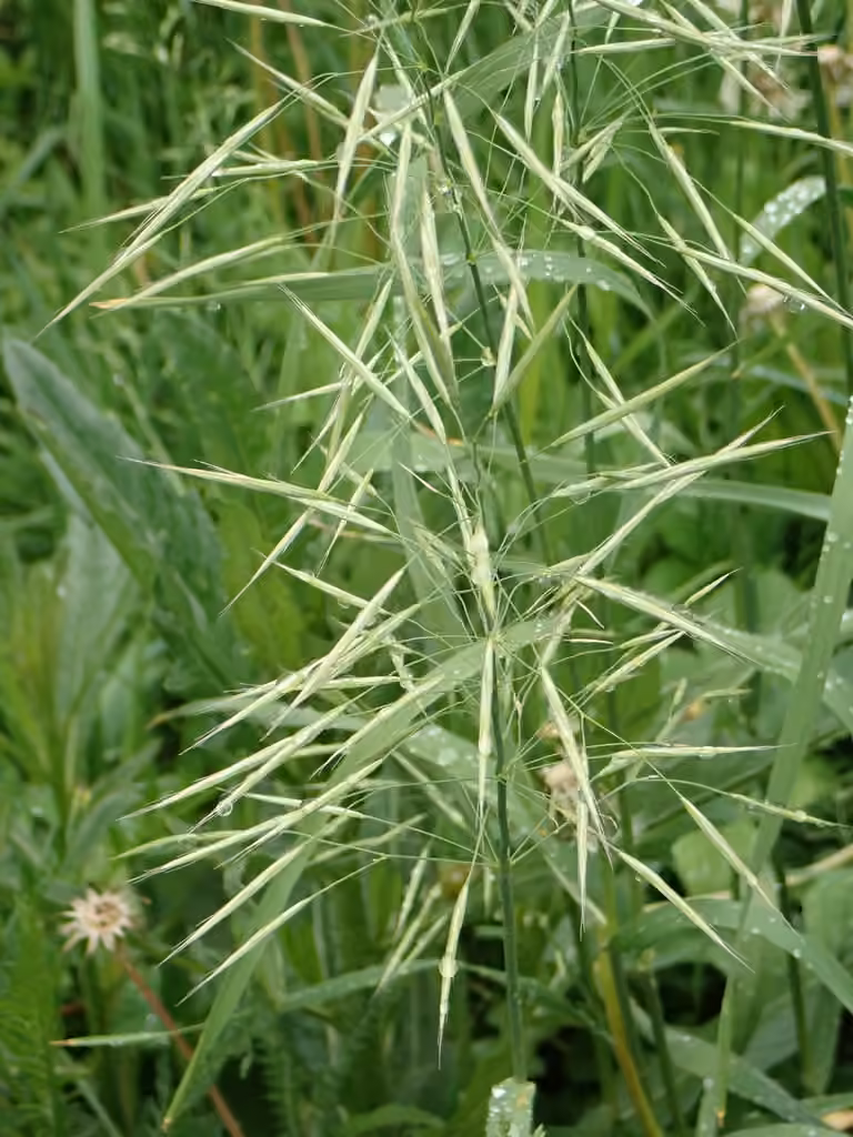Brome des rivages, photo 3 sur 5