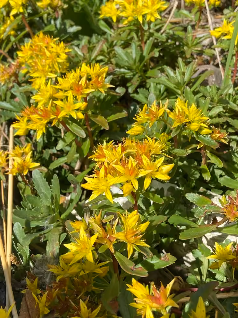 Orpin hybride, En fleurs