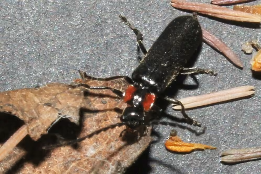 Tubercled soldier beetle, photo 2 of 5