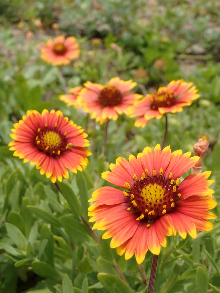 Gaillarde jolie, En fleurs