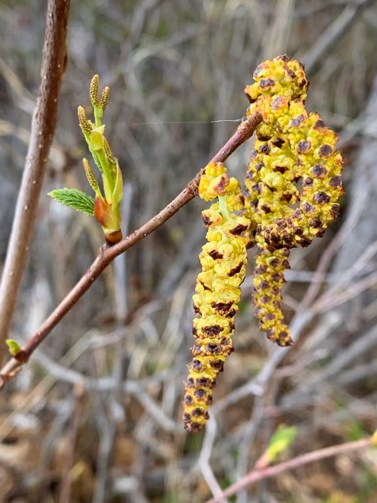 Aulne vert, En fleurs