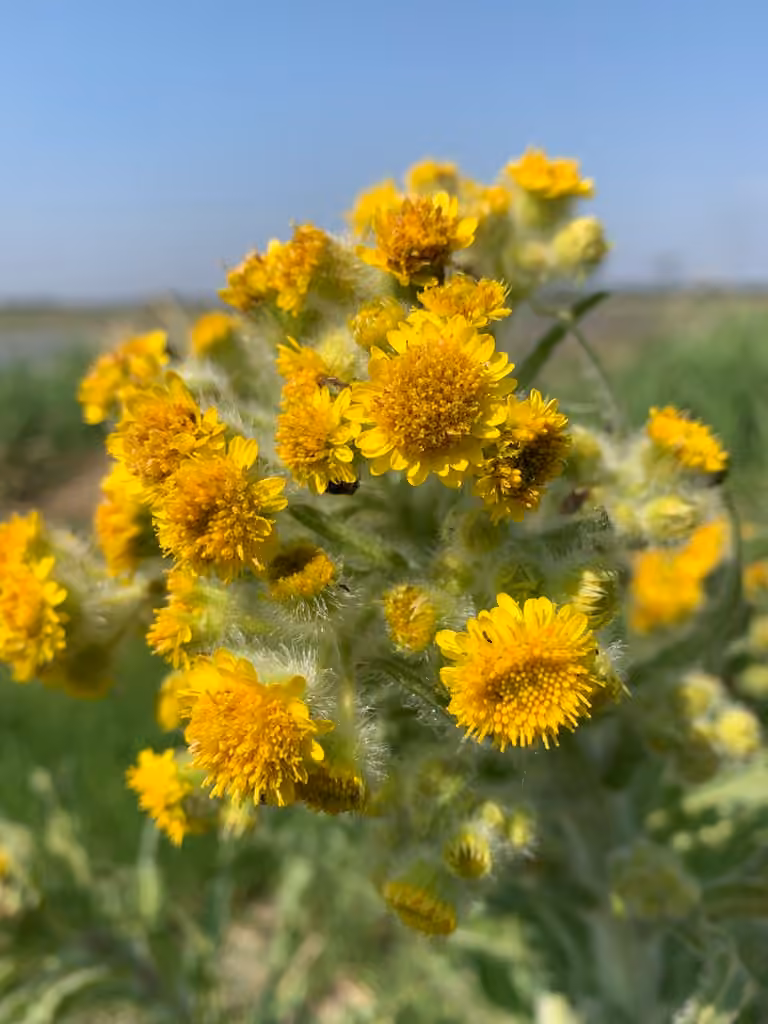 Marsh Fleawort, In flower