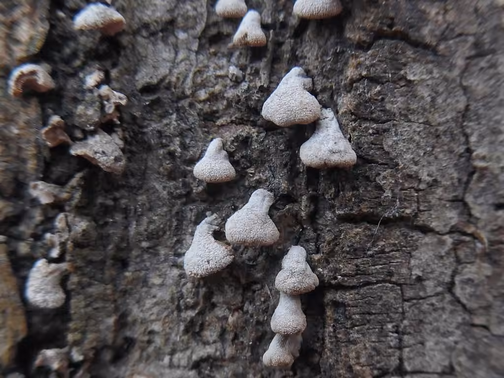 Porodisculus pendulus, photo 3 sur 5