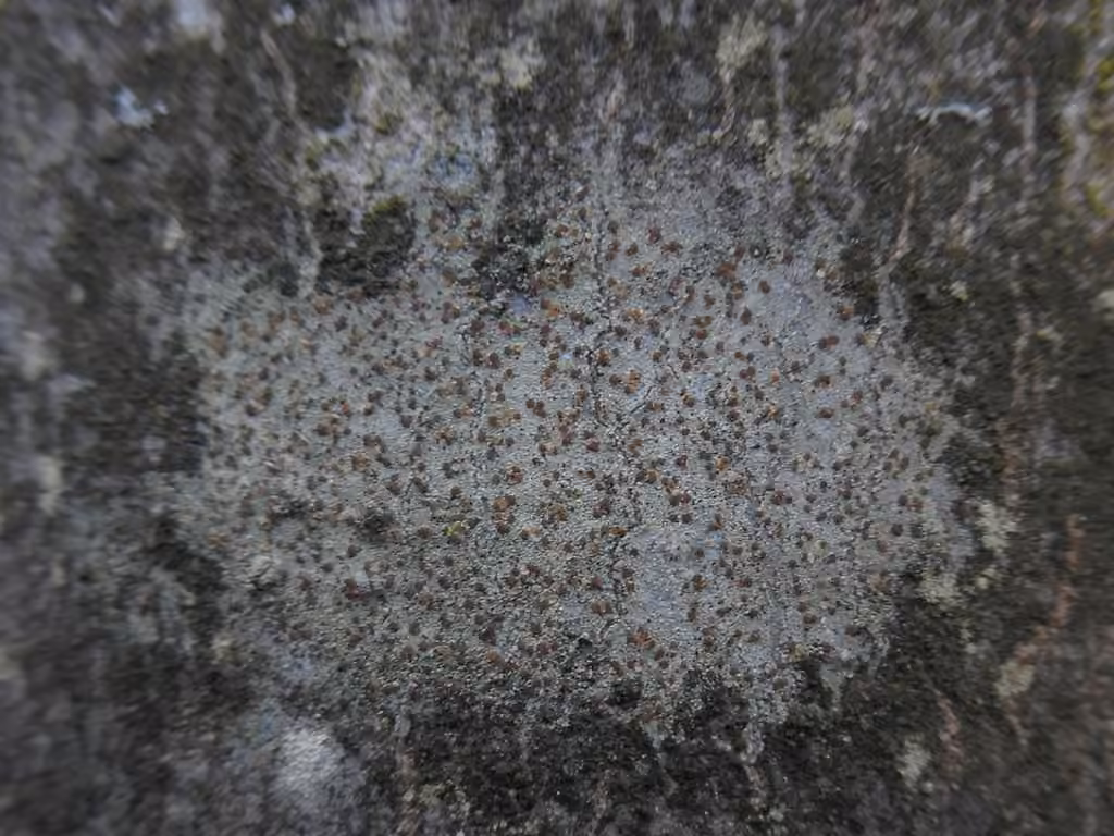 Pyrrhospore variable, photo 1 sur 5