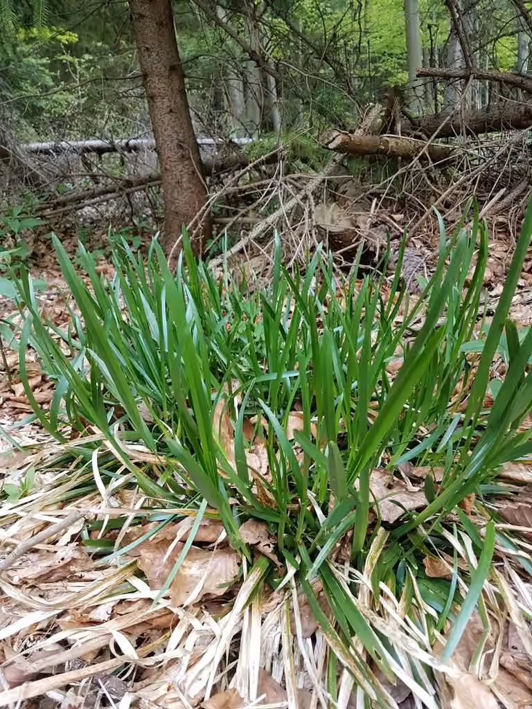 Broad-leaved Meadow-grass, photo 3 of 3