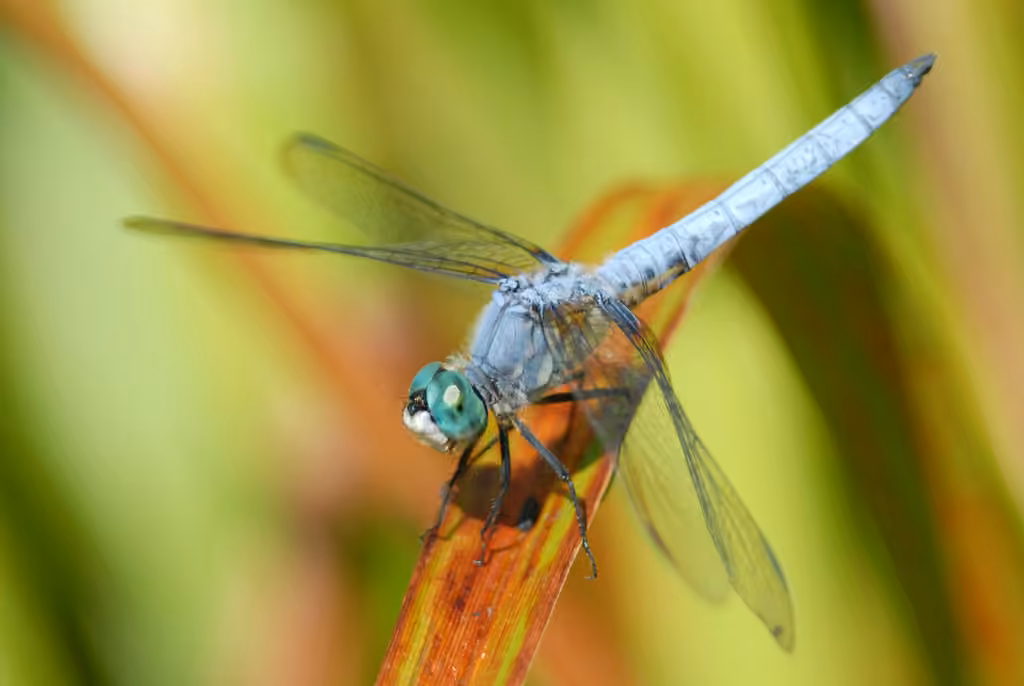 Blue Dasher, photo 1 of 5
