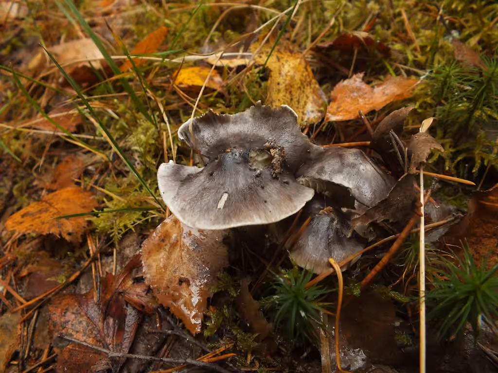 Tricholome prétentieux, photo 3 sur 5