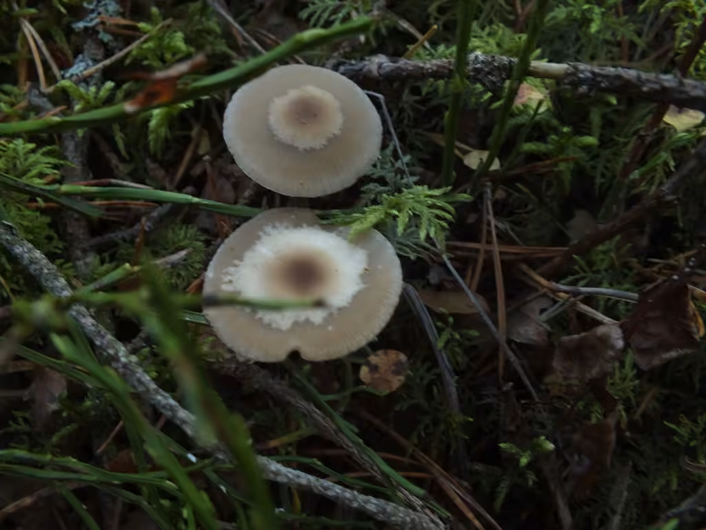Clitocybe à centre brun, photo 3 sur 5