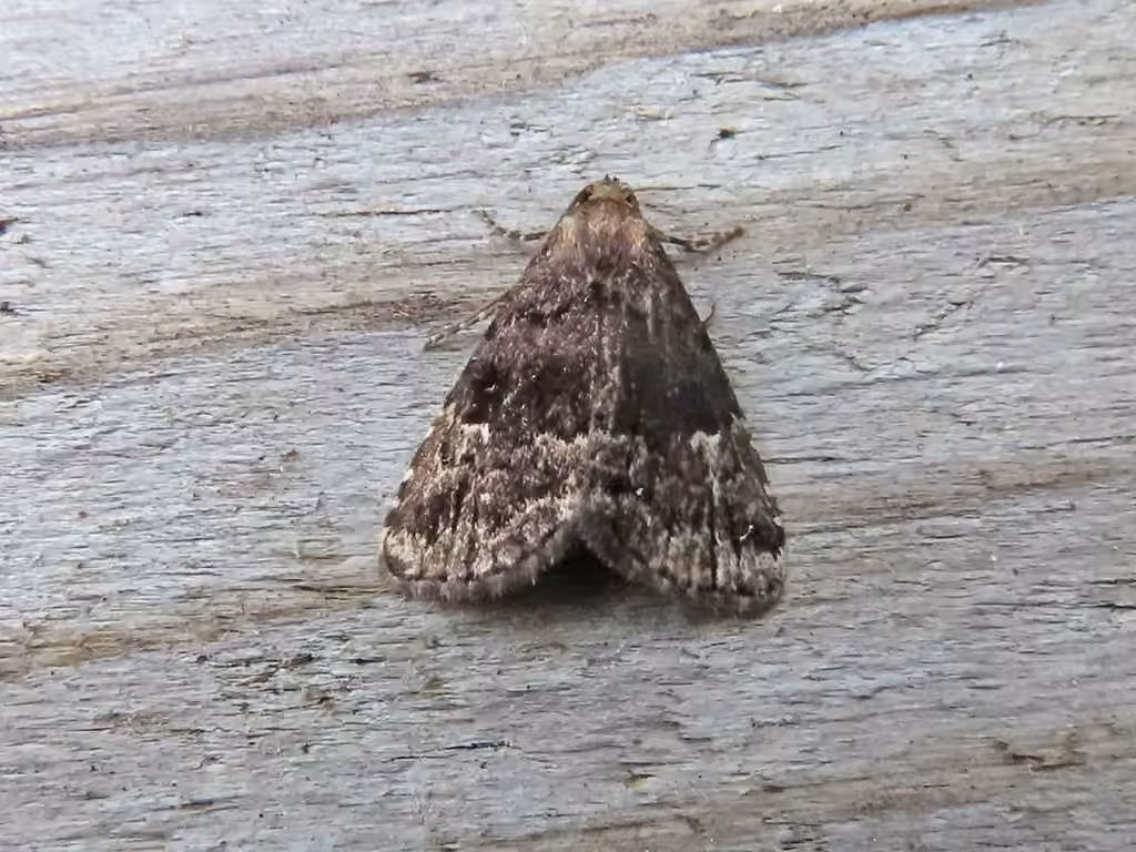 Blackish Dyspyralis, Adulte