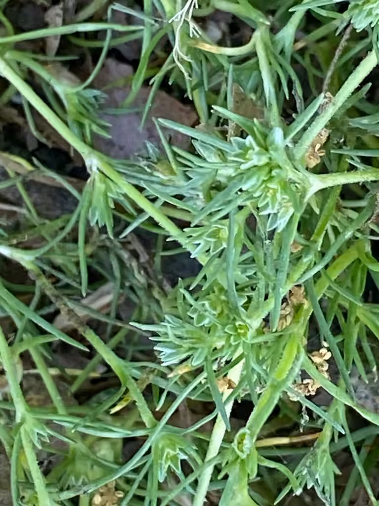German knotgrass, In flower