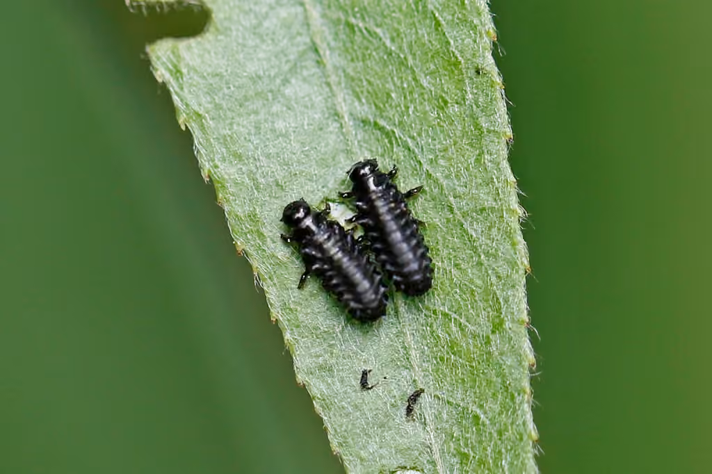 Willow Leaf Beetle, Larva