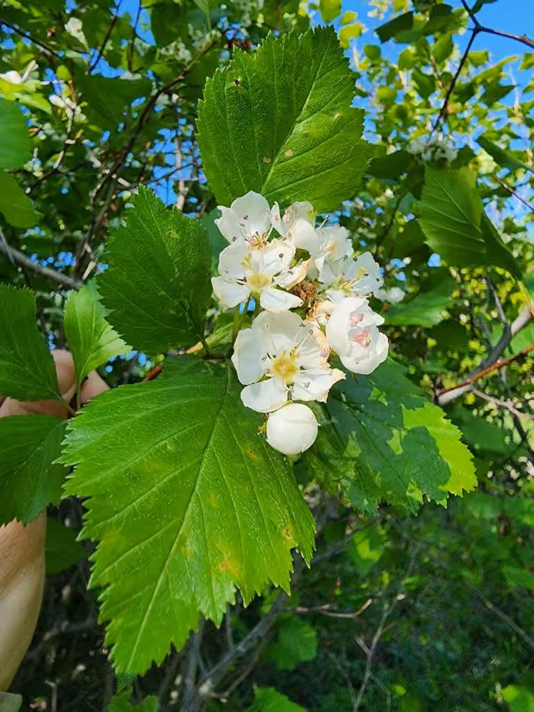 Aubépine scabre, photo 1 sur 5