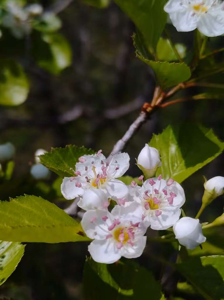 Aubépine suborbiculaire, En fleurs