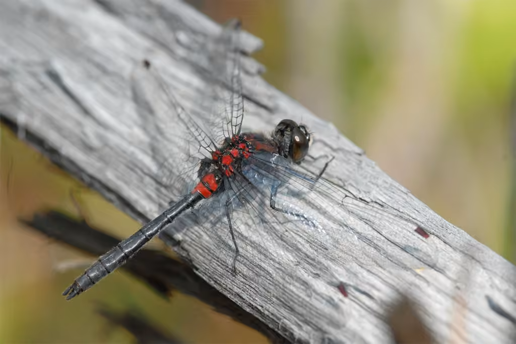 Crimson-ringed Whiteface