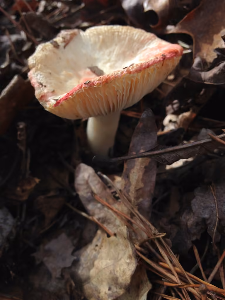 Russula flavisiccans, photo 3 of 5