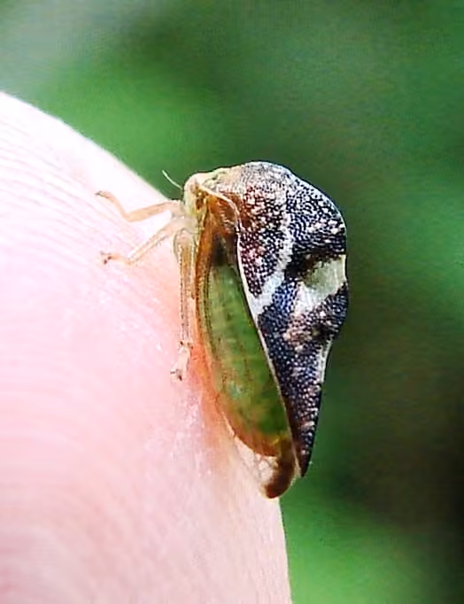 Cyrtolobus fenestratus, Mâle