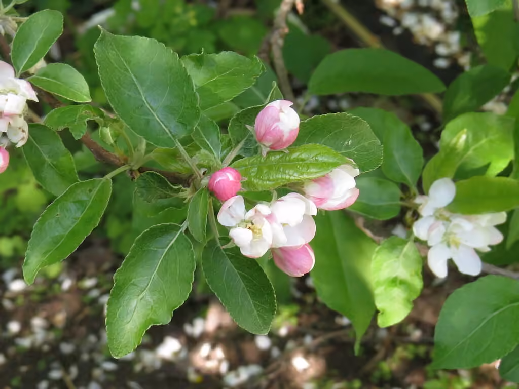 Common crabapple, In flower