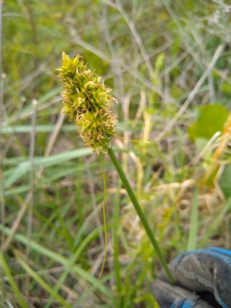 Muhlenberg's sedge, Flower buds