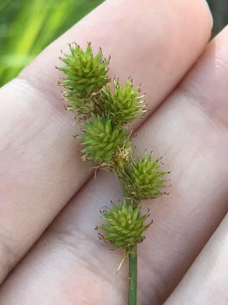 Carex normal, photo 3 sur 5