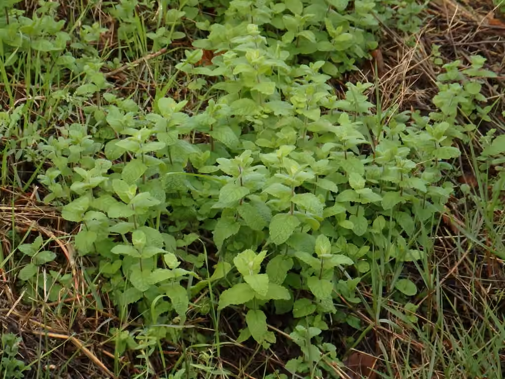 Apple mint