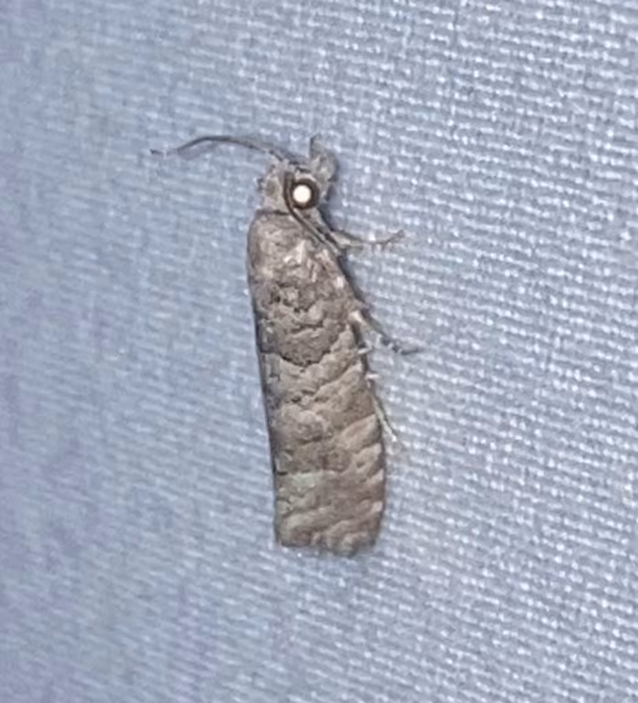Gray Retinia Moth, Adulte