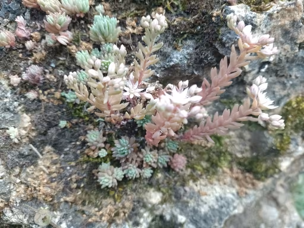 Orpin d'Espagne, En fleurs