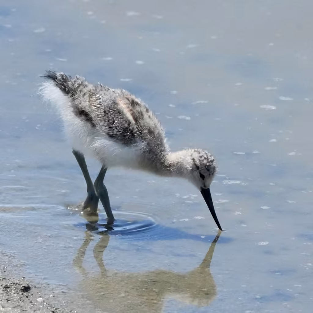 American Avocet, Juvenile