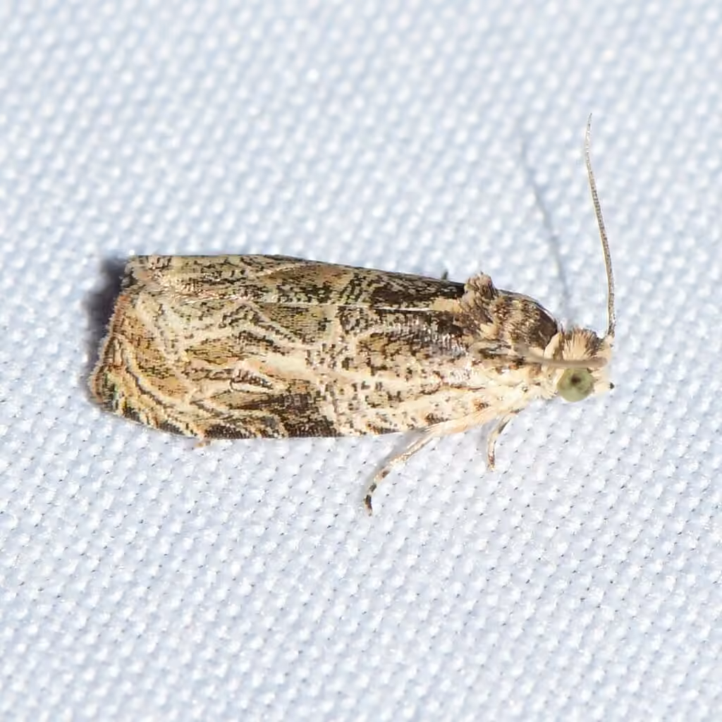 Mysterious Olethreutes Moth, Adulte