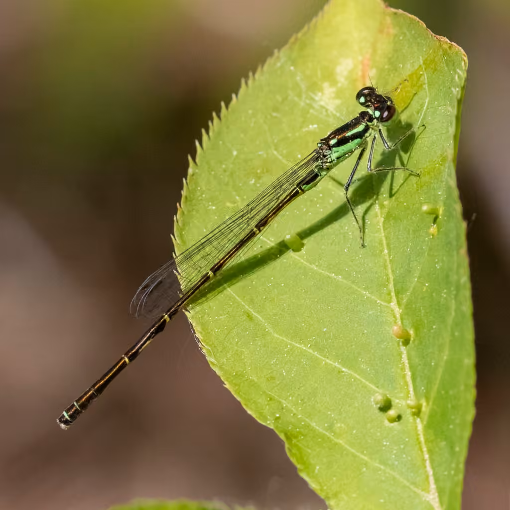 Fragile Forktail, Male