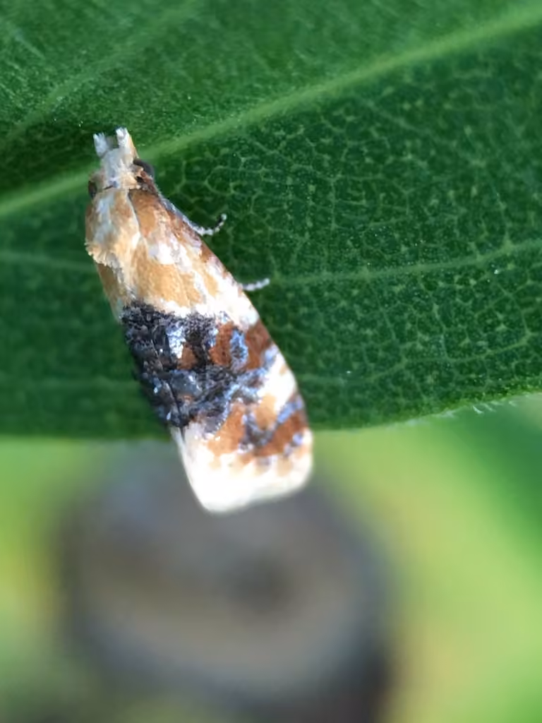 Banded Sunflower Moth, Adulte