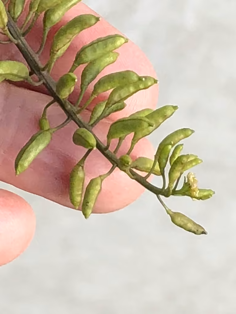 Bog yellowcress, In fruit