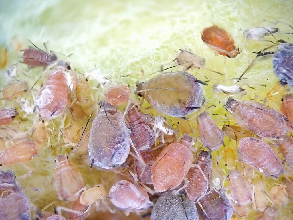 Rosy Apple Aphid, photo 1 of 5