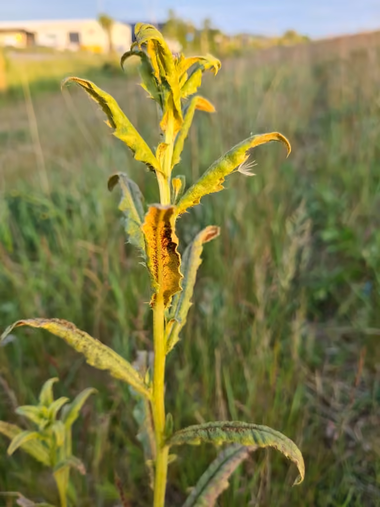 Thistle rust, photo 2 sur 5