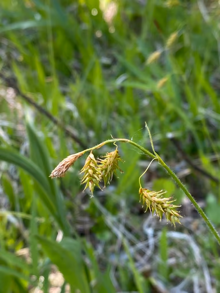 Chestnut sedge, In flower