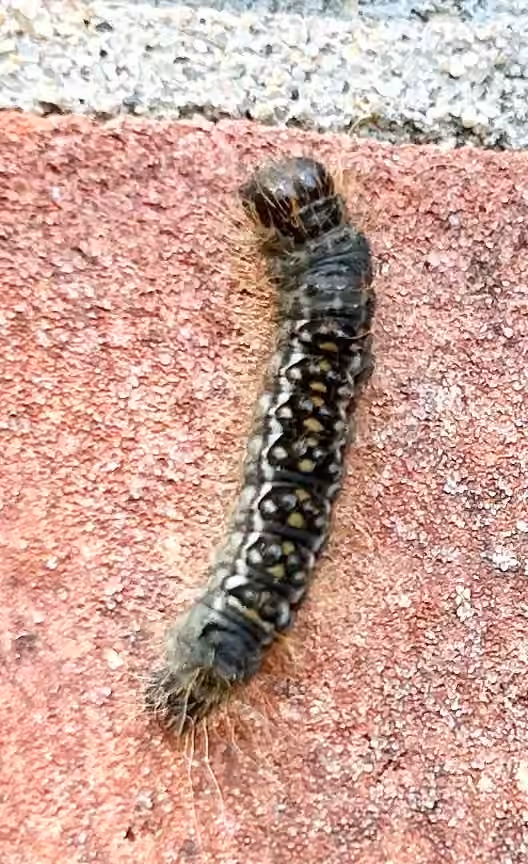 Interrupted Dagger, Chenille