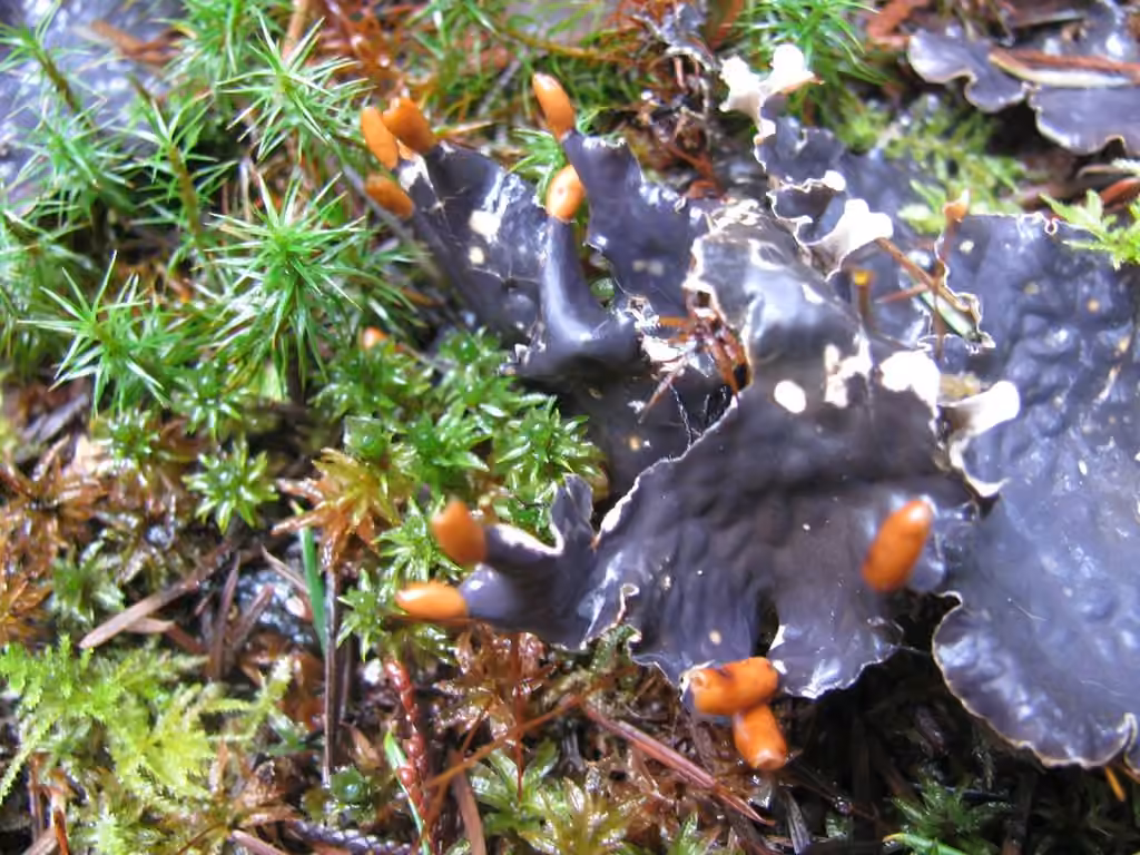 Carpet pelt lichen, photo 3 of 5