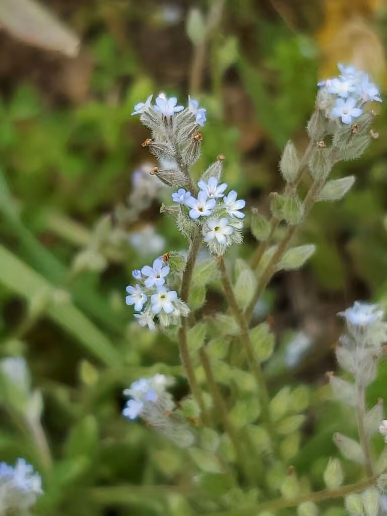 Myosotis à tiges dressées, photo 1 sur 5