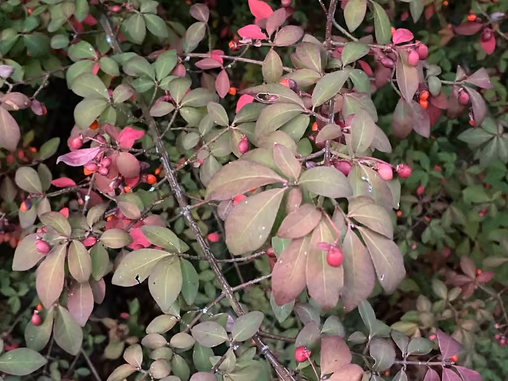 Burningbush, In fruit