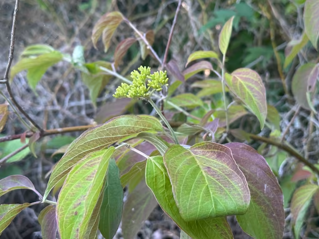 Cornouiller odorant, En fleurs
