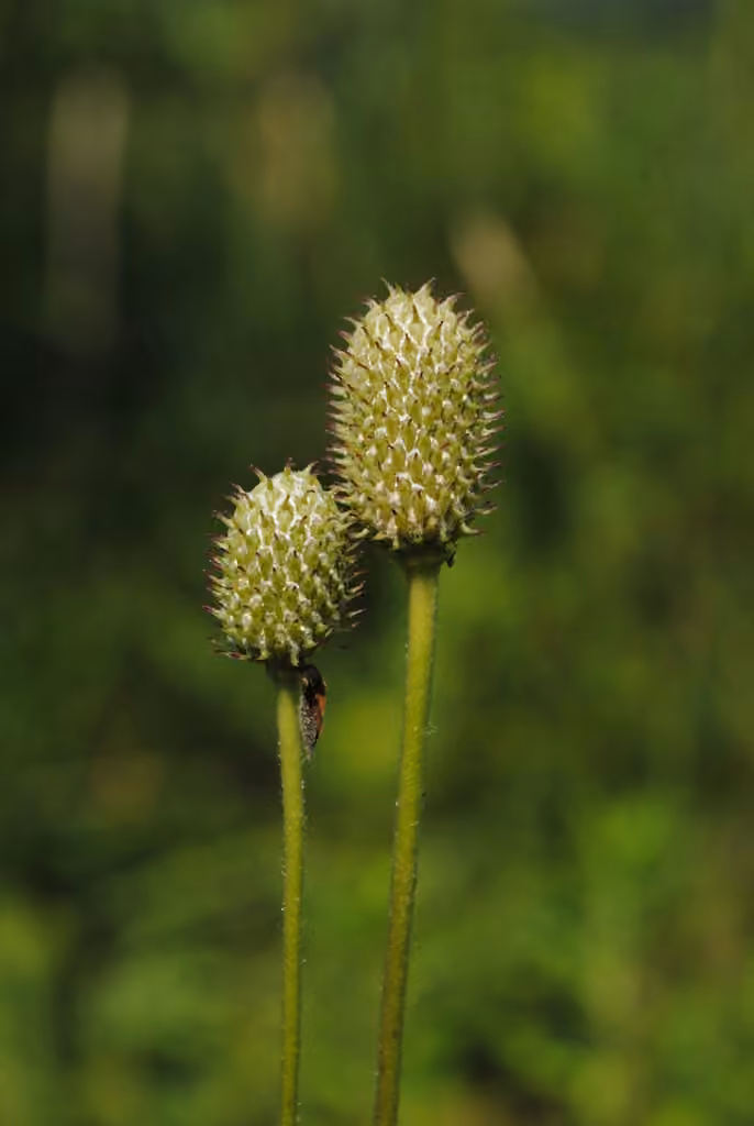 Tall thimbleweed