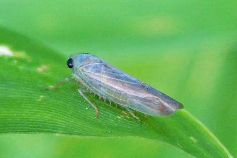 Chlorotettix tergatus, photo 2 sur 5